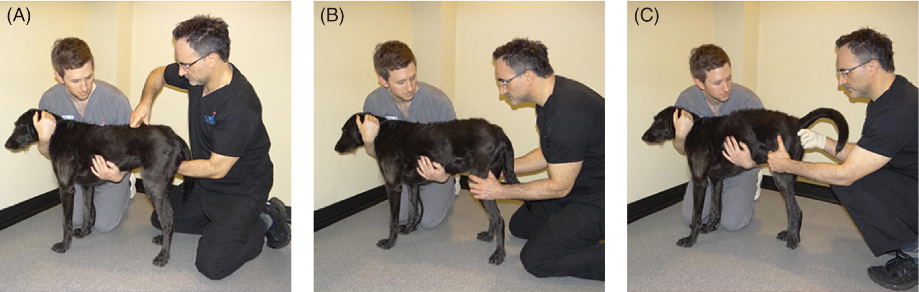 Lumbosacral Disc Disease Veterian Key
