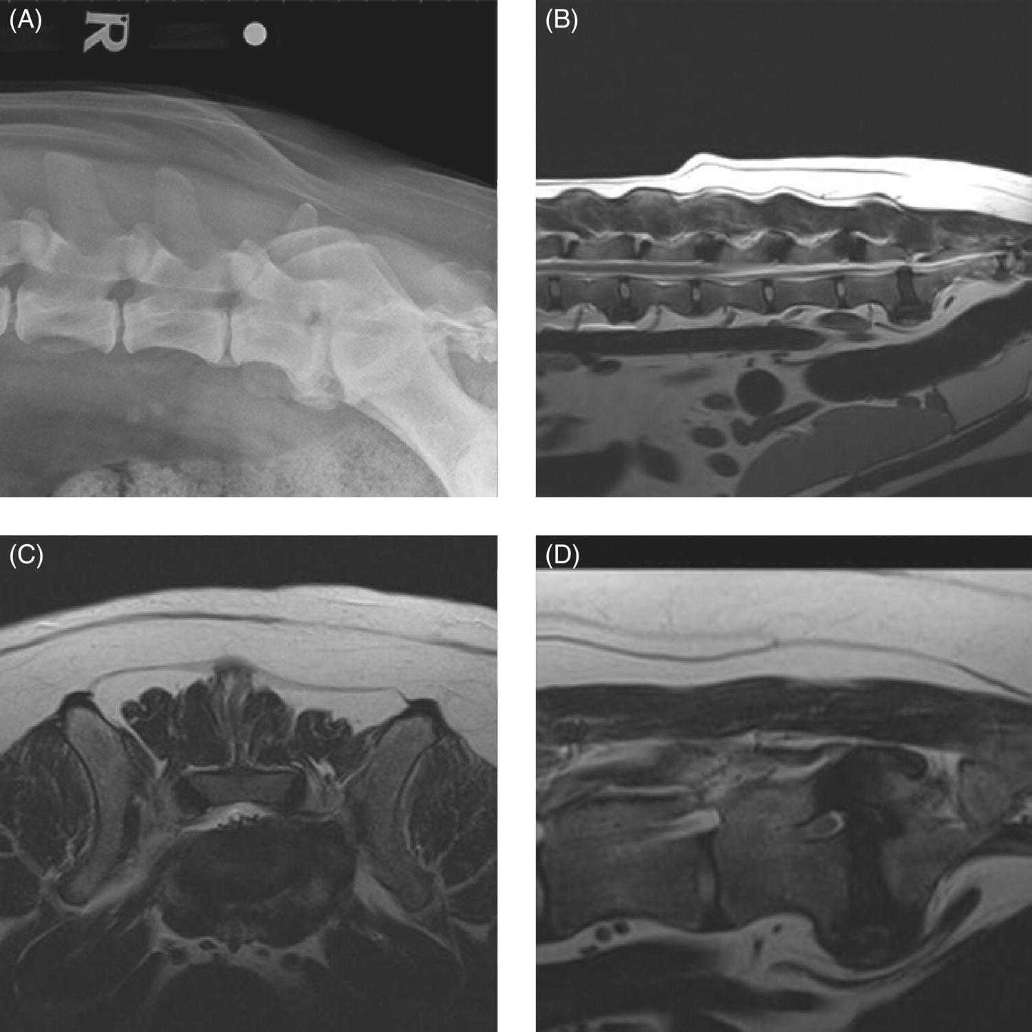 Lumbosacral Disc Disease Veterian Key