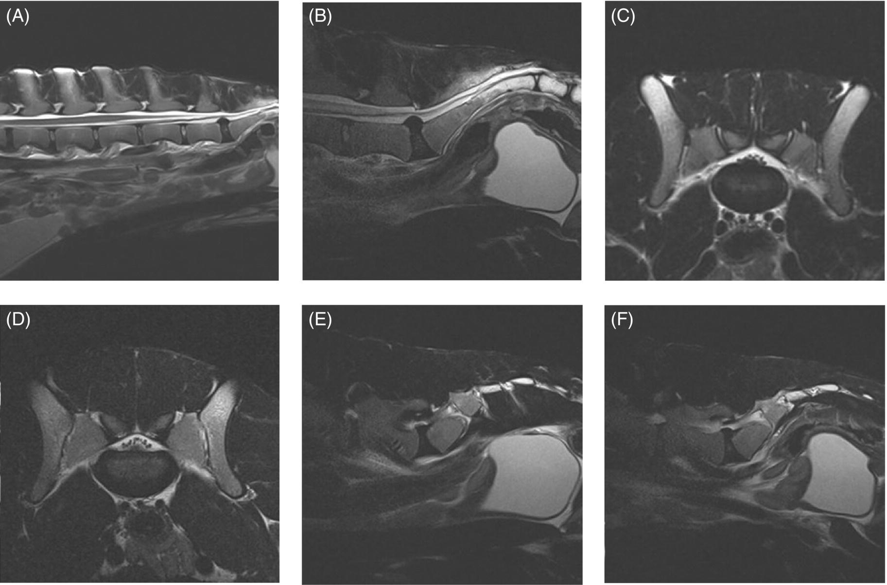 Lumbosacral Disc Disease Veterian Key