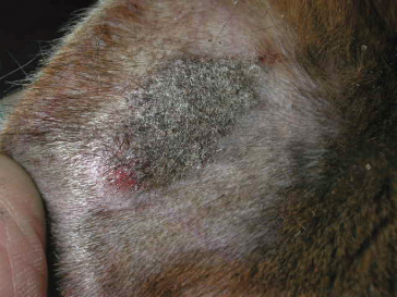 dog ear crusty inside