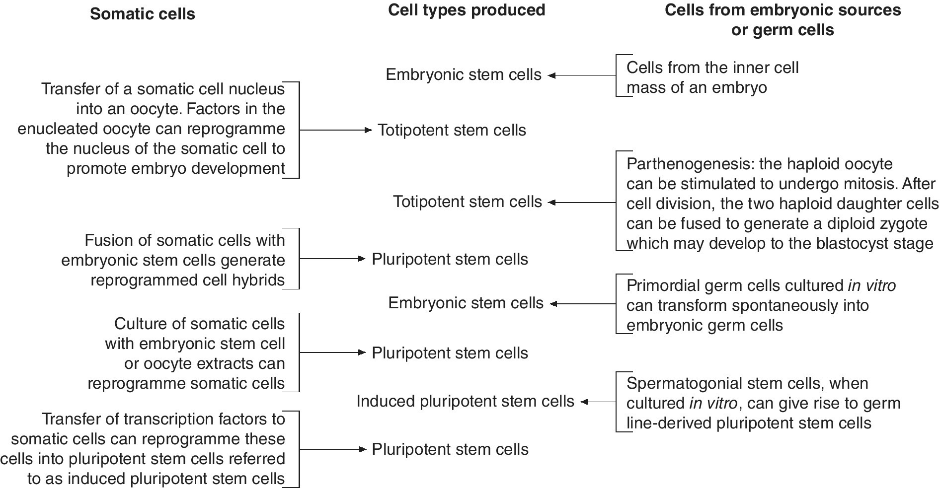 gastrulation-veterian-key
