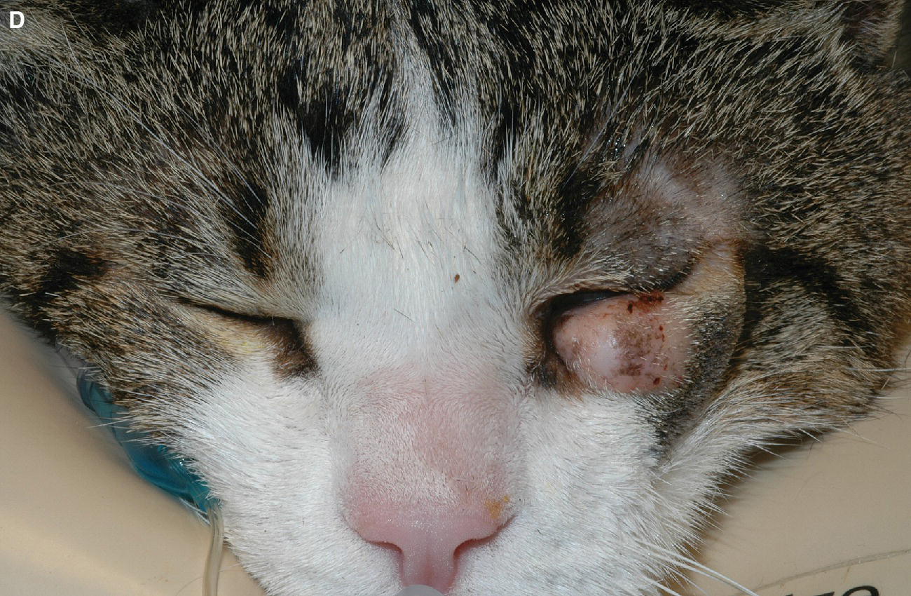 blepharitis cat treatment