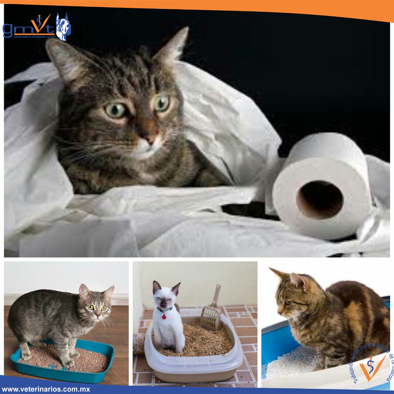 Mi gato Orina fuera del Arenero Grupo Médico Veterinario Toluca