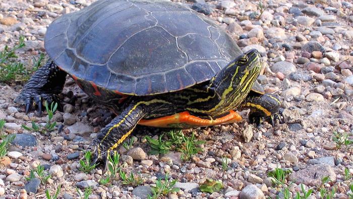 How long do Painted Turtles Live? 9 January 2016 Pet Blog