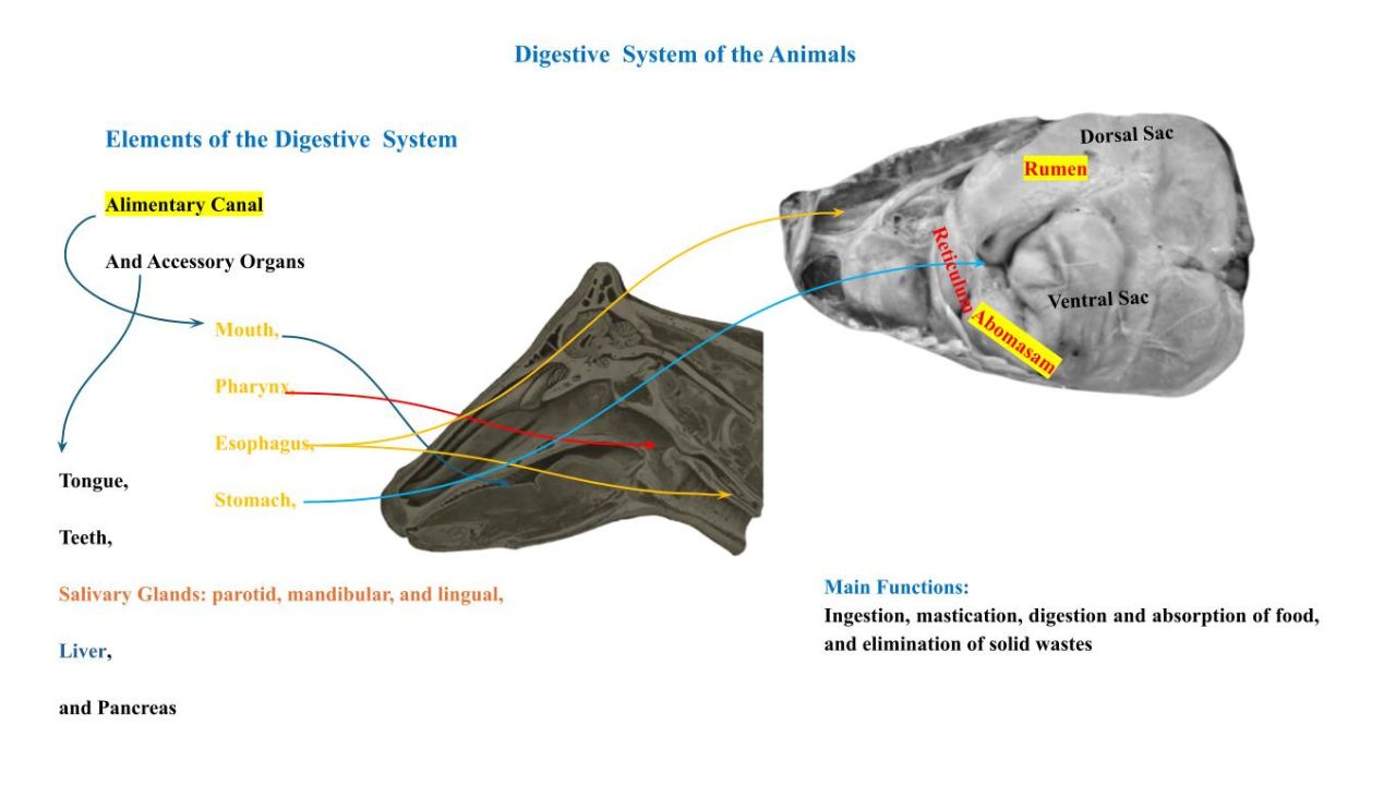 Animal Digestive System > Veterinary Anatomy Notes