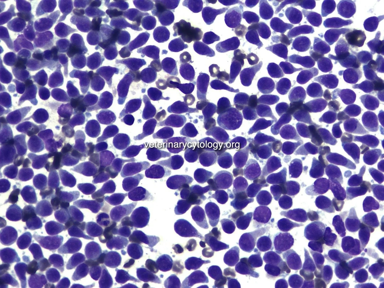 Lymph node Veterinary Cytology