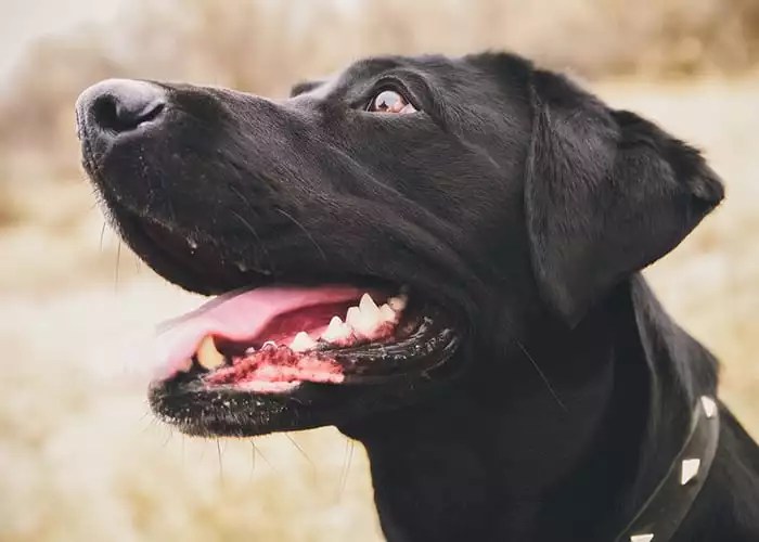 How Many Teeth Dogs Have in Boxborough, MA and 5 Things To Know About