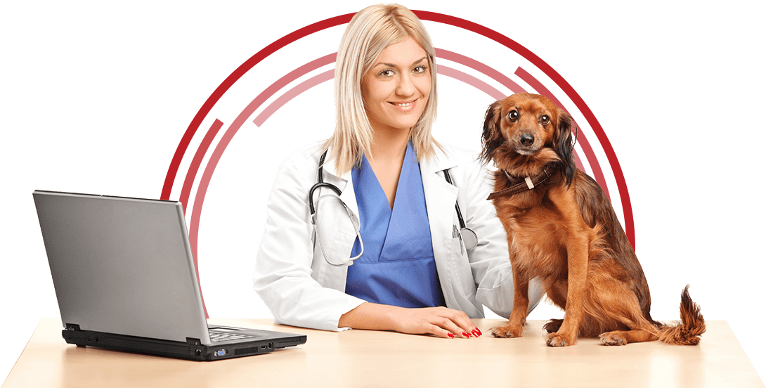 Dental Resources Midwestern Veterinary Dentistry