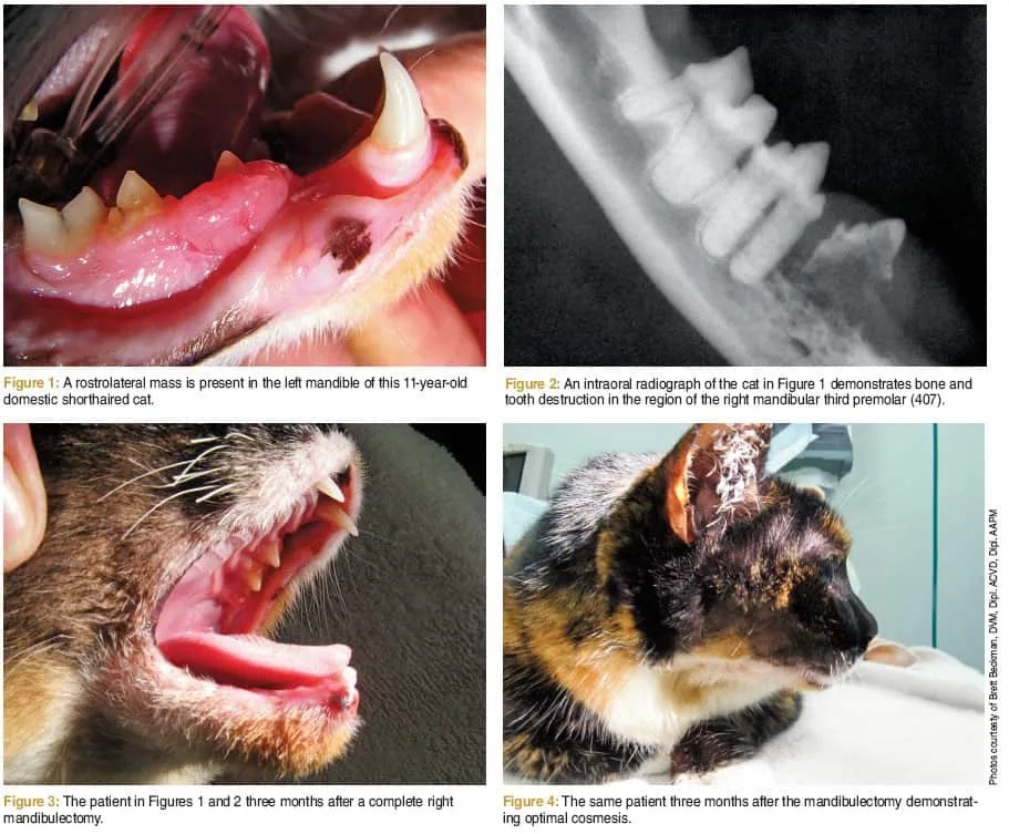 Feline Oral SCC Diagnosis, Prognosis, and Treatment