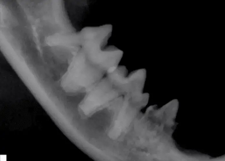 Reading Veterinary Dental Radiographs for Tooth Resorption in Cats