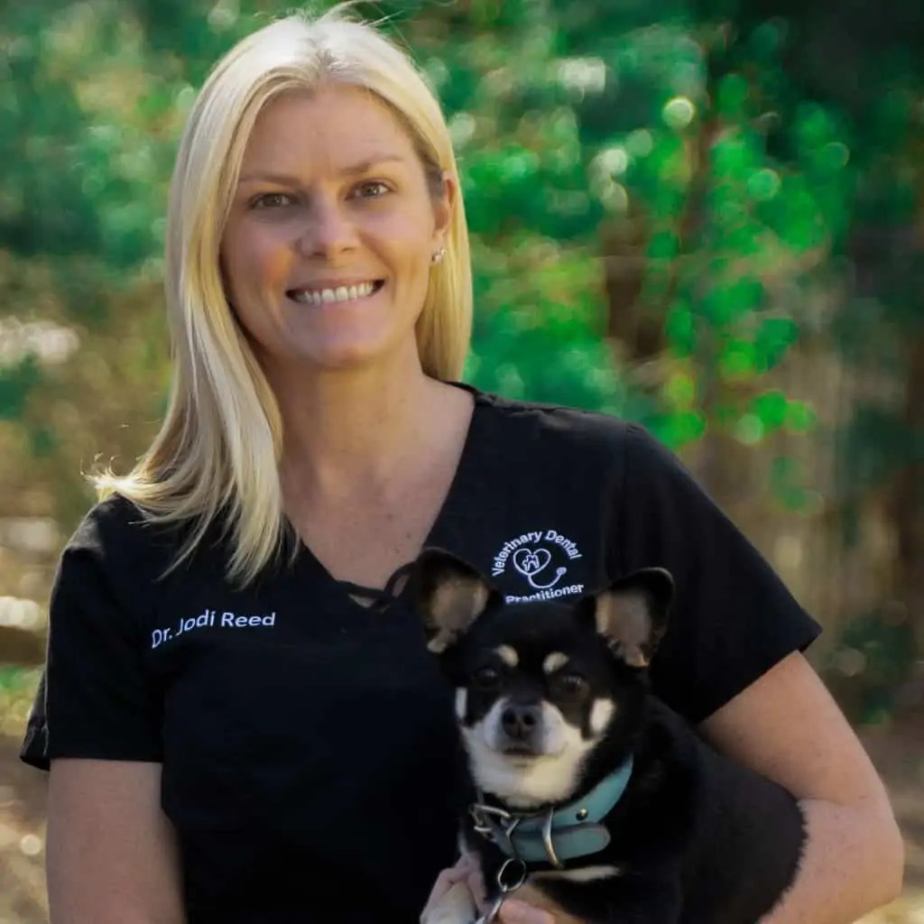 Veterinary Dental Course and Dog & Cat Extraction Wet Lab October 2023