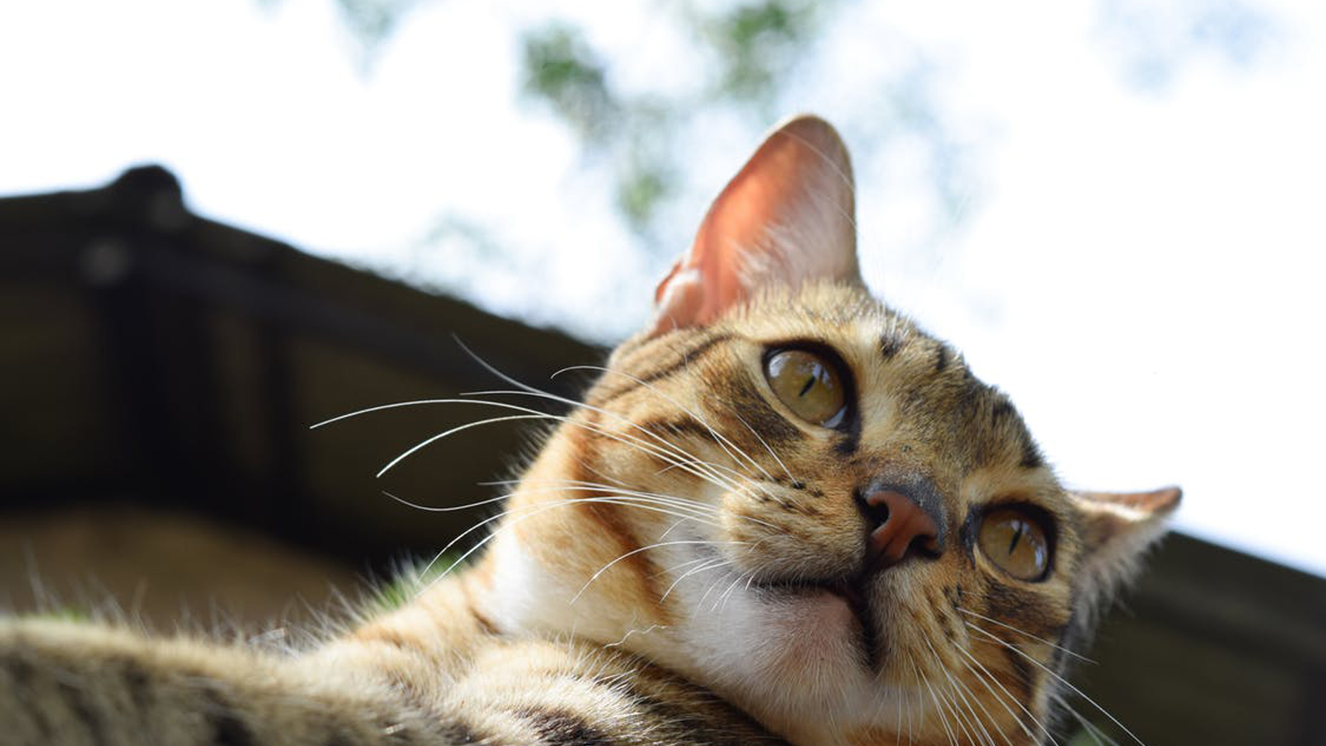 Pet Oxygen Therapy In Port Charlotte, FL Veterinary Emergency Clinic