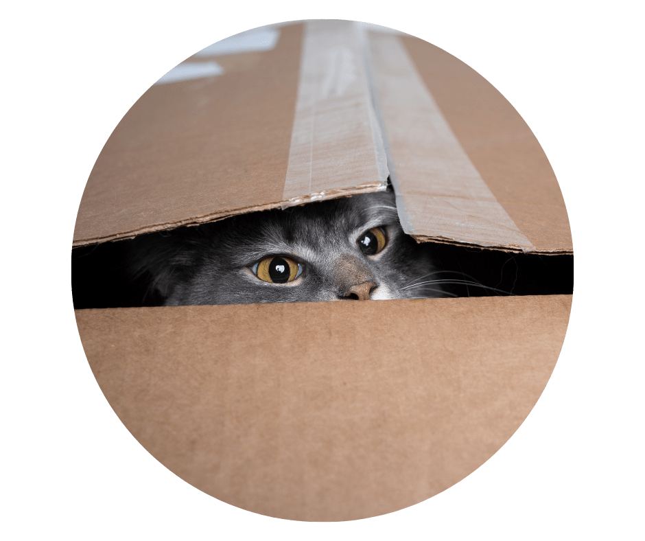 Your Audience is Bigger Than You Think! The Power of Lurkers and Views(07)