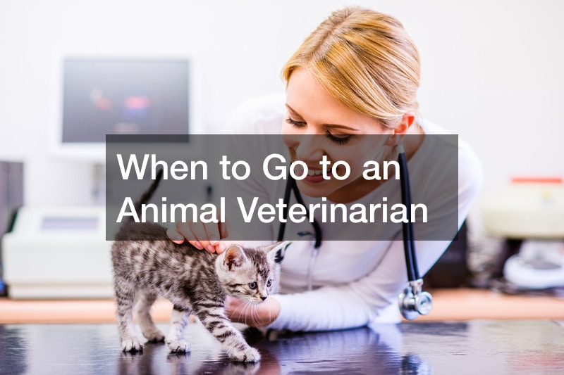 When to Go to an Animal Veterinarian Veterinary Prices