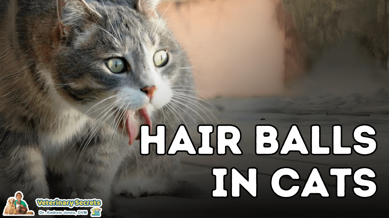 Hair Balls In Cats 5 Fast Natural Remedies Veterinary Secrets with