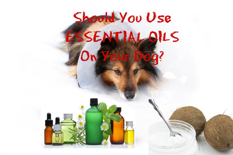 3 Essential Oils For Dogs Veterinary Secrets with Dr. Andrew Jones, DVM