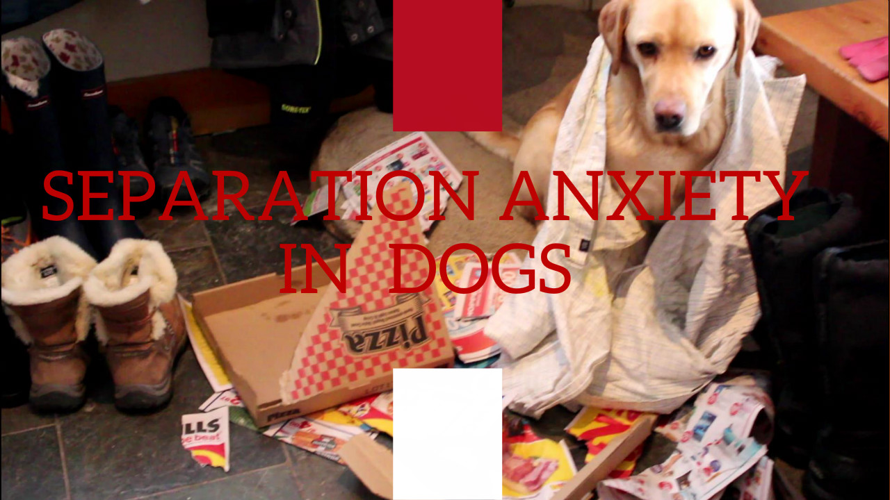 Separation Anxiety In Dogs Veterinary Secrets with Dr. Andrew Jones, DVM