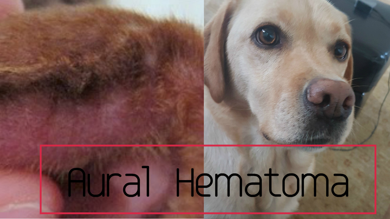 Ear Hematoma In Dogs (Aural Hematoma) Home Remedies Veterinary