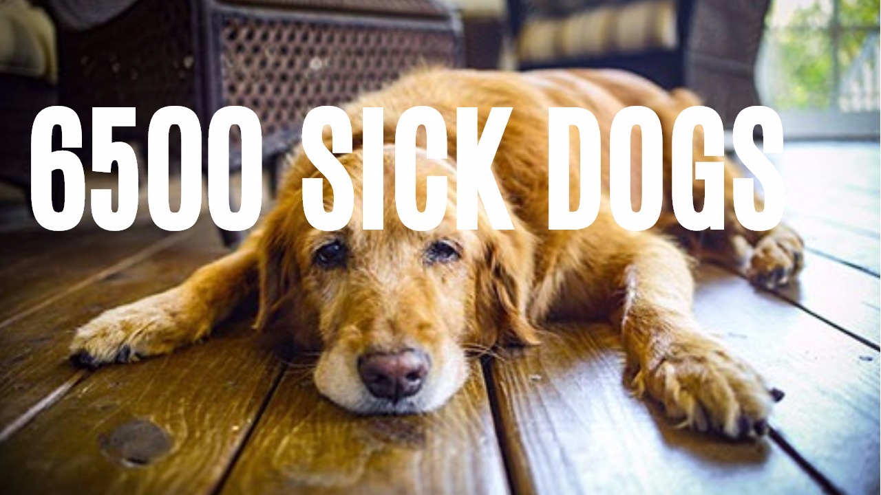 Toxic Dog Treats Veterinary Secrets with Dr. Andrew Jones, DVM