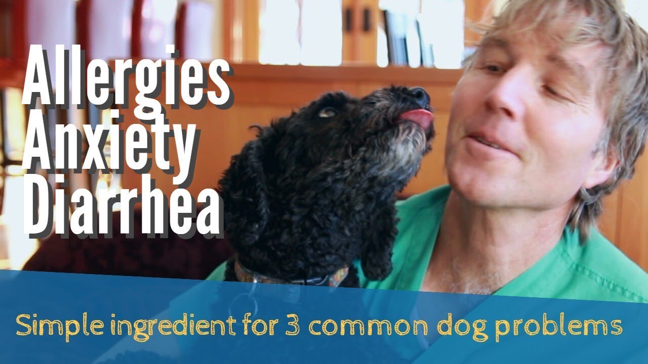 Can Pet Allergies Cause Diarrhea In Humans at Brooks White blog