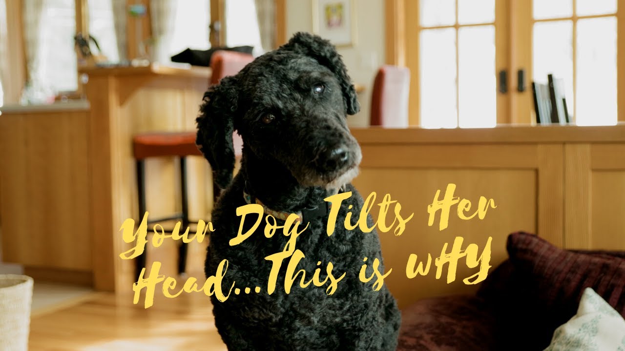 Why Do Dogs Tilt Their Heads Veterinary Secrets with Dr. Andrew Jones