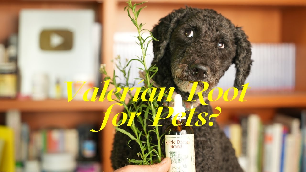 Top 3 Benefits of Valerian Root for Dogs and Cats Veterinary Secrets with Dr. Andrew Jones, DVM