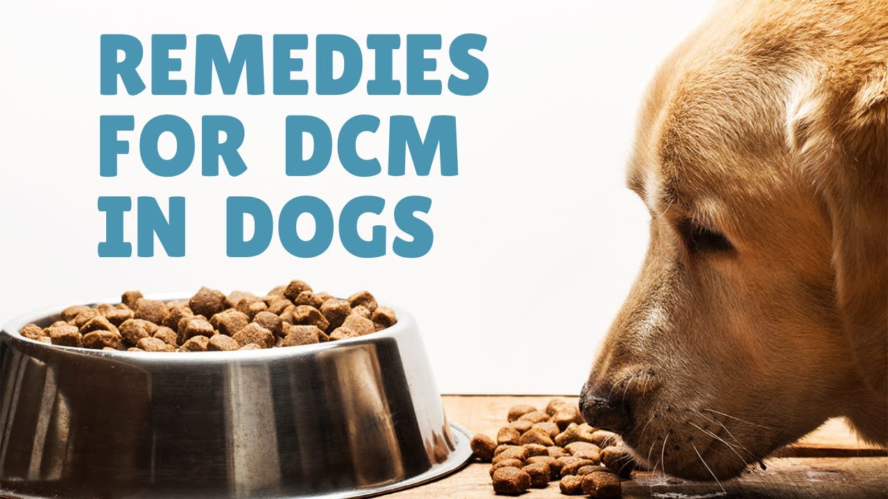 Natural Remedies for DCM in Dogs Veterinary Secrets with Dr. Andrew