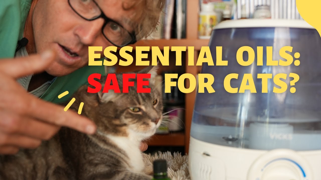 Are Essential Oils Safe for Cats? Veterinary Secrets with Dr. Andrew