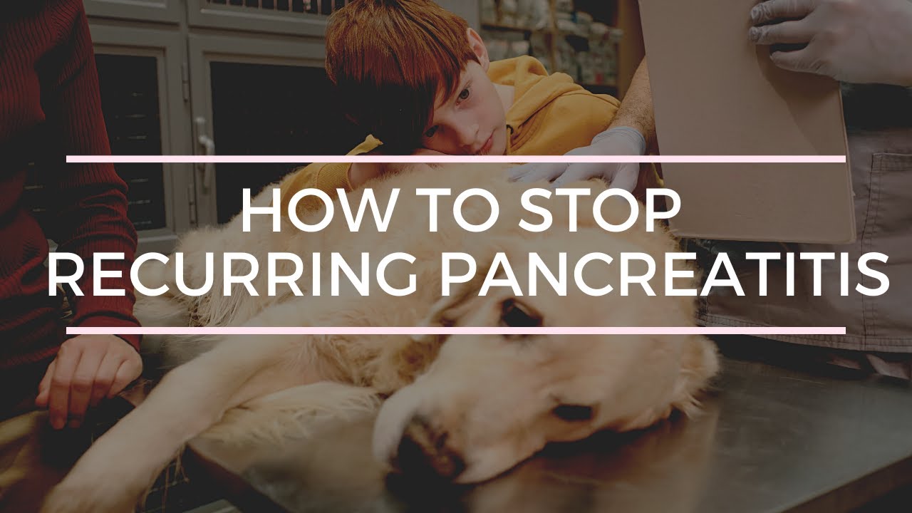 Stop recurring Pancreatitis in Dogs 5 Natural Remedies Veterinary