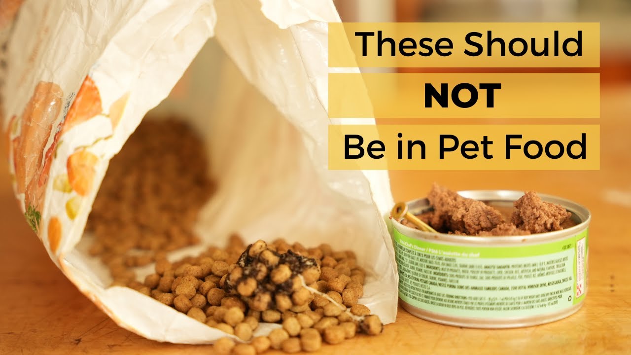 Mold, Metal and Worms in Pet Food Veterinary Secrets with Dr. Andrew