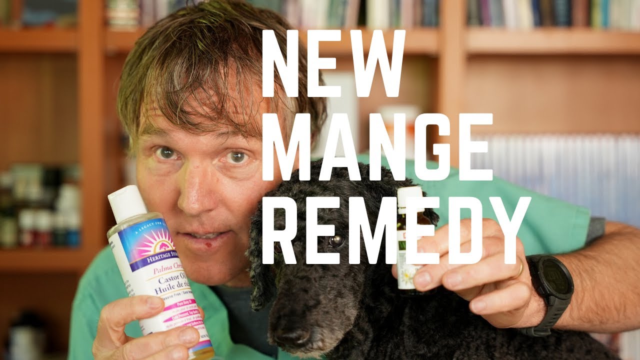 How to Treat Mange in Dogs at Home Veterinary Secrets with Dr. Andrew Jones, DVM