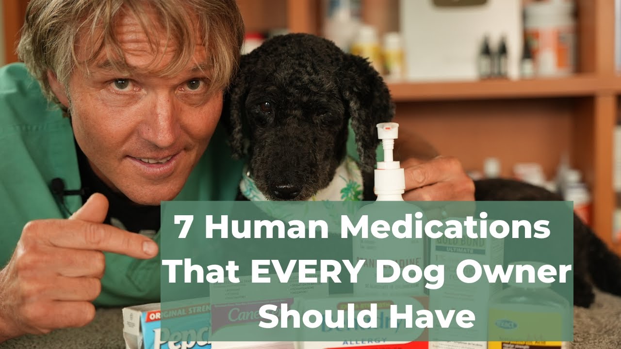 7 OTC Human Medications Safe and Effective for Dogs Veterinary