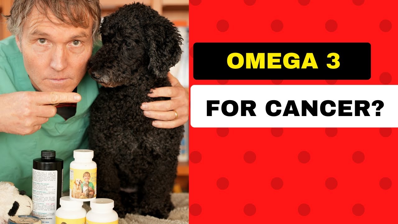 Can Omega 3 Help Your Dog or Cat with Cancer? Veterinary Secrets with