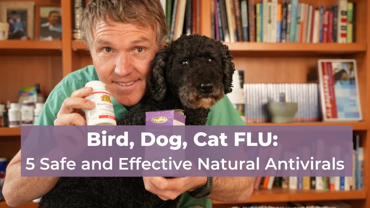 Bird Flu Update Top 5 Natural Antivirals for Dogs and Cats