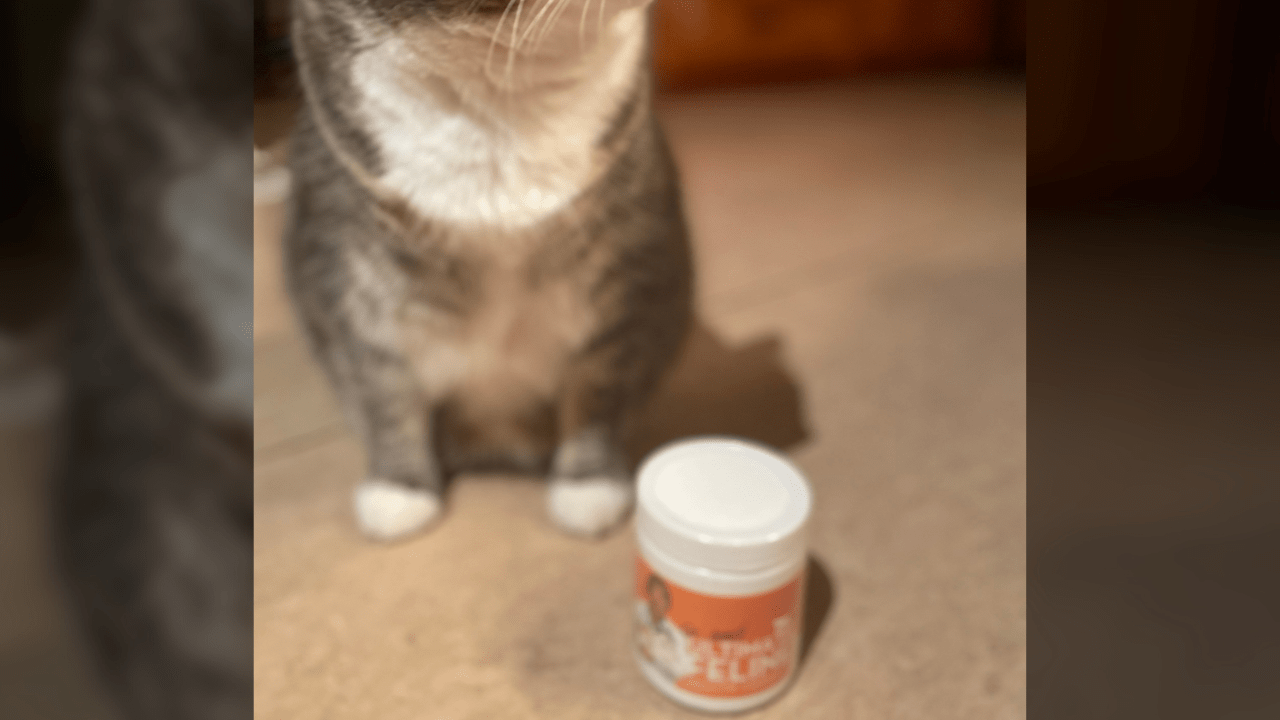 Cat Food How to choose, Cat Food Recipes! Veterinary Secrets with Dr