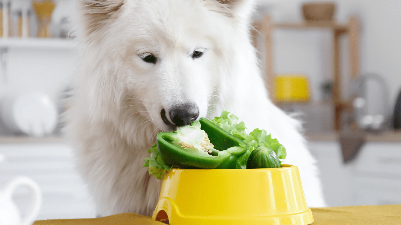 Can dogs and cats be Vegan? Veterinary Secrets with Dr. Andrew Jones, DVM