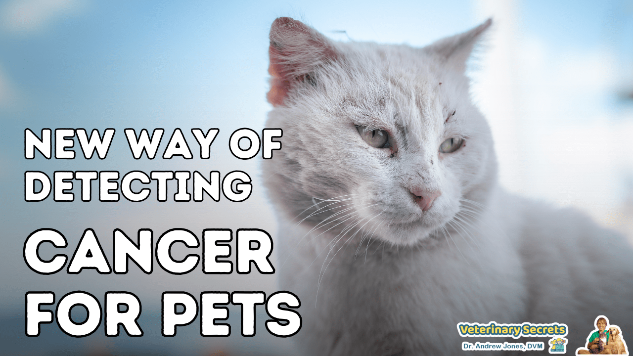 Revolutionary Cancer Screening for Pets Introducing the Latest