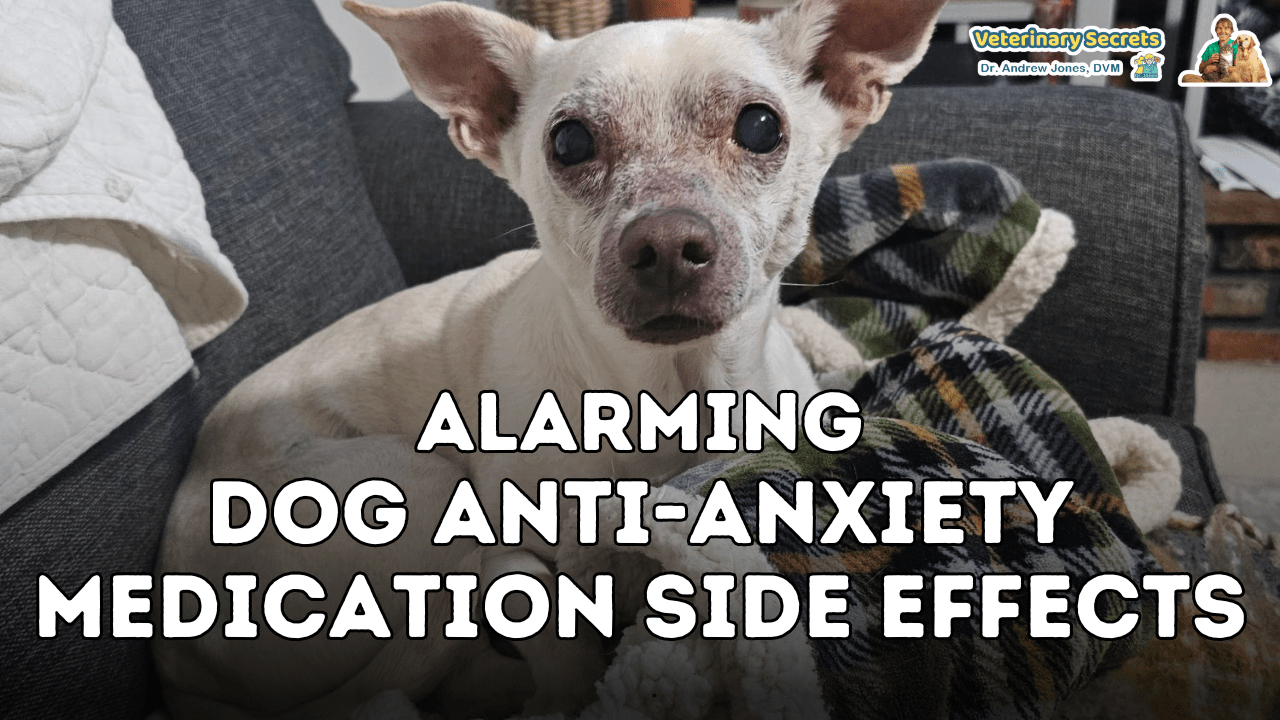 WARNING Dog Antianxiety Medication Side Effects Veterinary Secrets