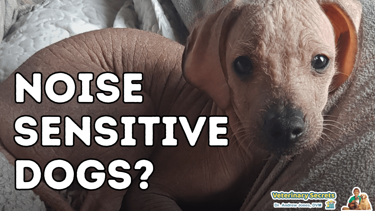 Proven Ways to Alleviate Your Dog's Noise Anxiety Veterinary Secrets