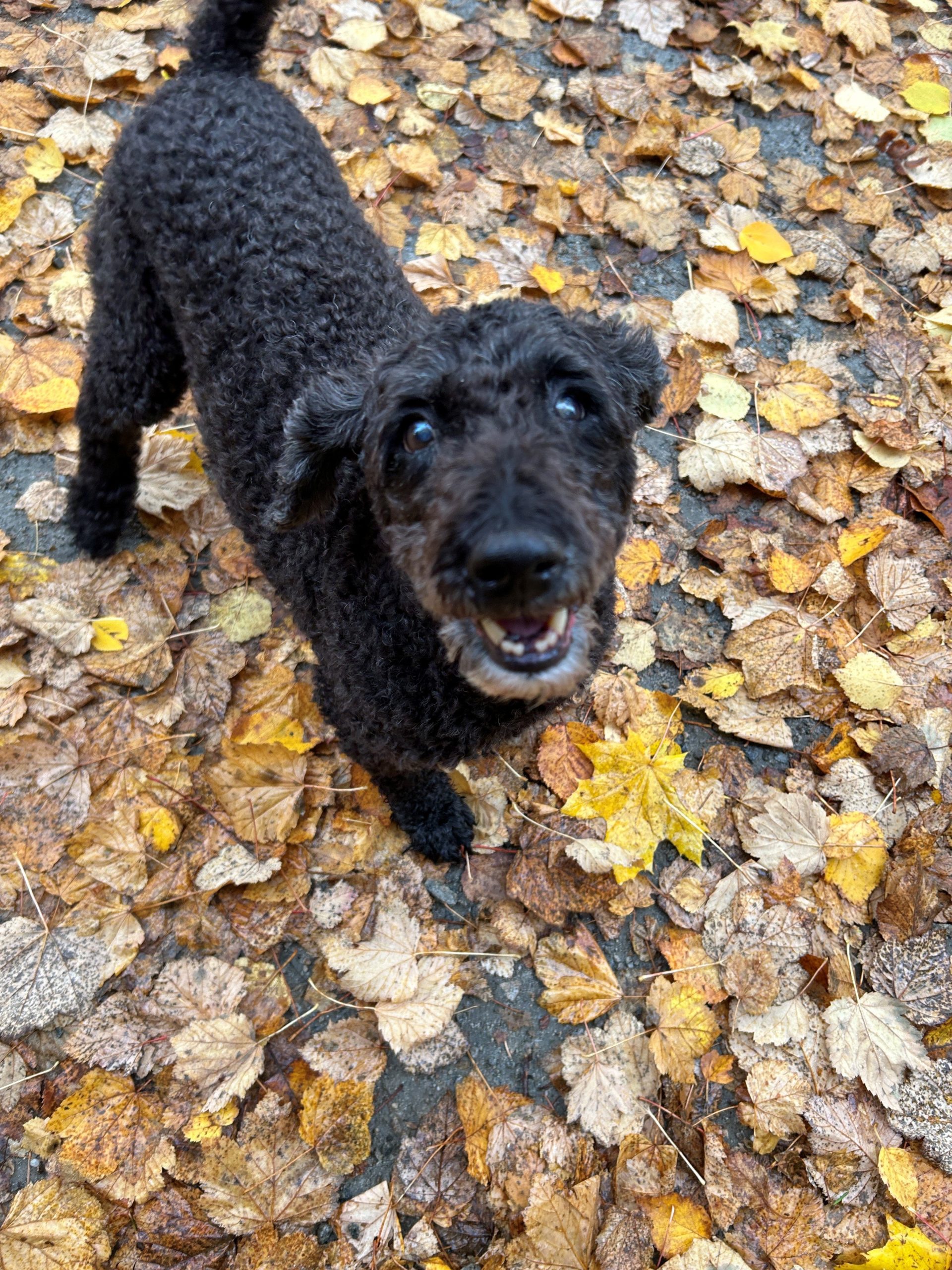 Dog waking up with gunk in his eye? [Dry Eye Remedies] Veterinary