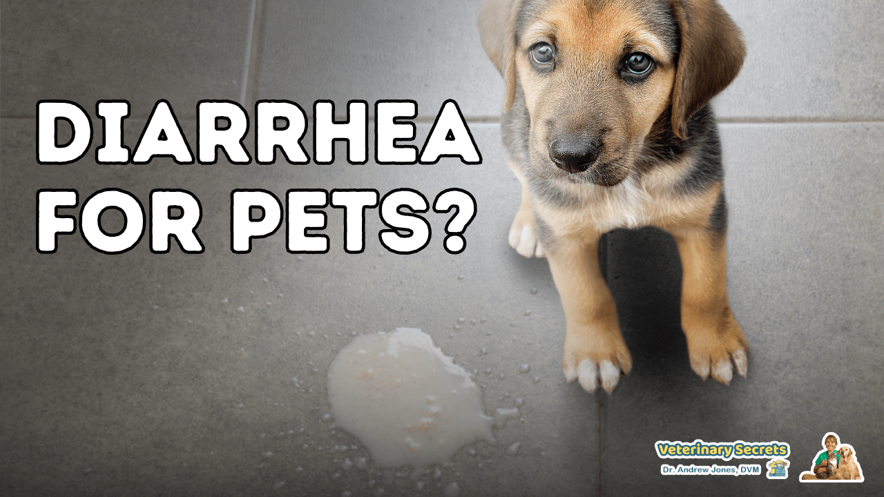 Feeling something burst...diarrhea( Try these remedies! Veterinary Secrets with Dr. Andrew