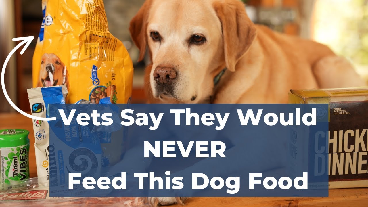 What Dog Food Do Experts Avoid? The Surprising Truth About Dog Food
