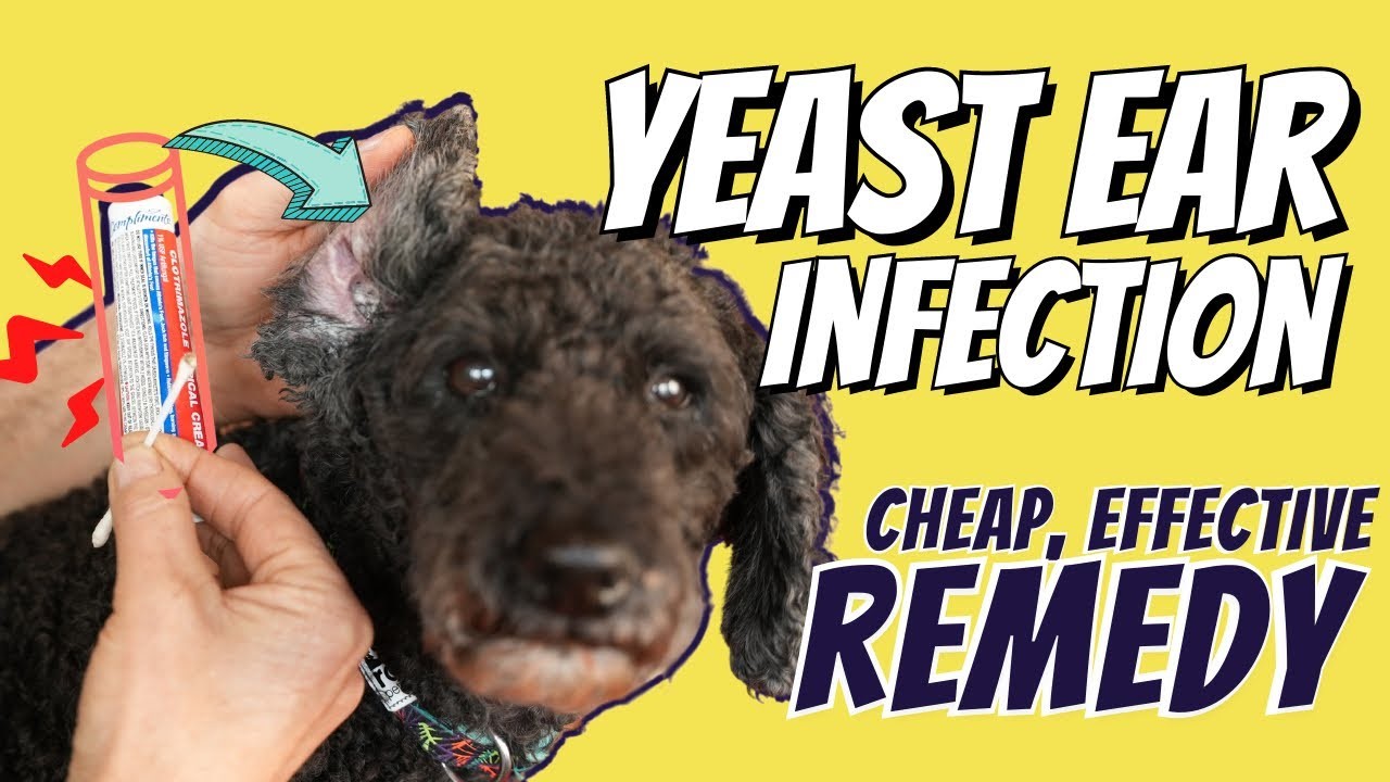 Ear Infection/Skin Allergy? Try this NEW Topical Remedy Veterinary