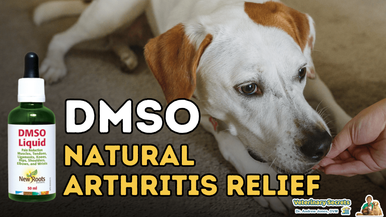 DMSO for Dogs and Cats Natural Arthritis Relief and More Veterinary