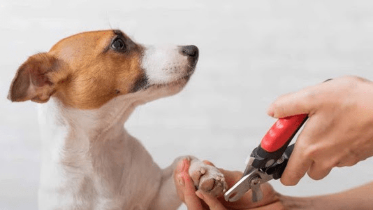 Nail won't stop bleeding? DIY answers! Veterinary Secrets with Dr