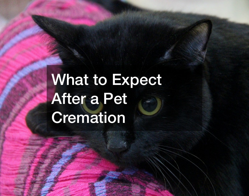 What to Expect After a Pet Cremation Veterinary Vets