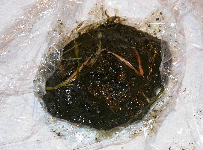 Piccola Guida Illustrata Alle Feci Del Coniglio Aae Onlus