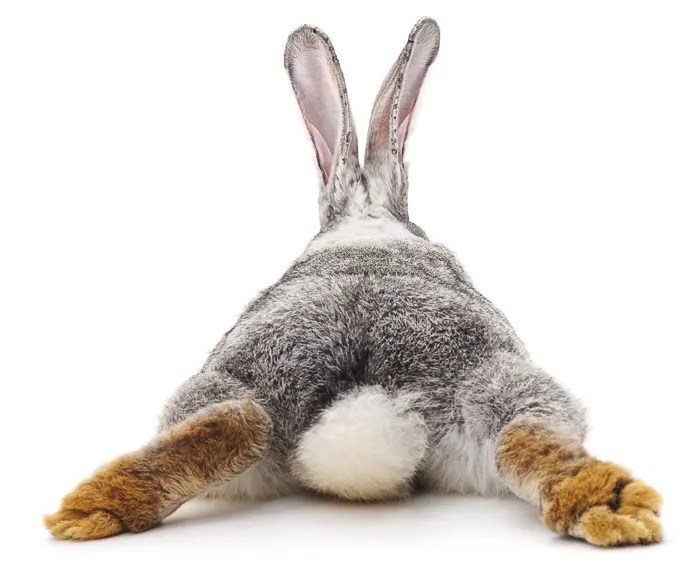 Do Rabbits Sleep With Their Eyes Open? Vet Explains Pets