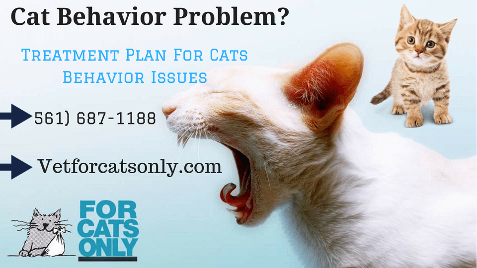 Professional Cat Behavior Service in West Palm Beach Cat Care For