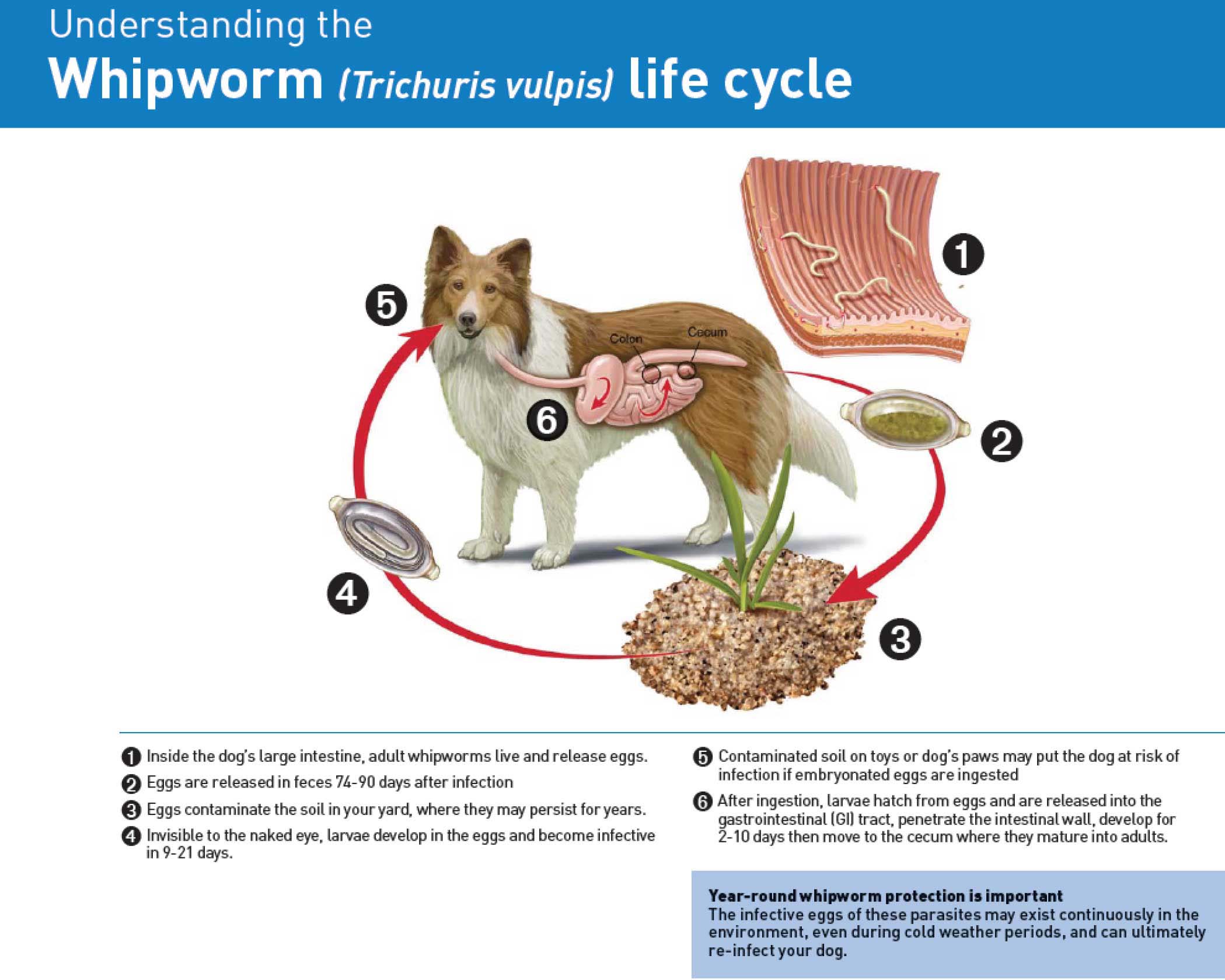 Whipworm Life Cycle